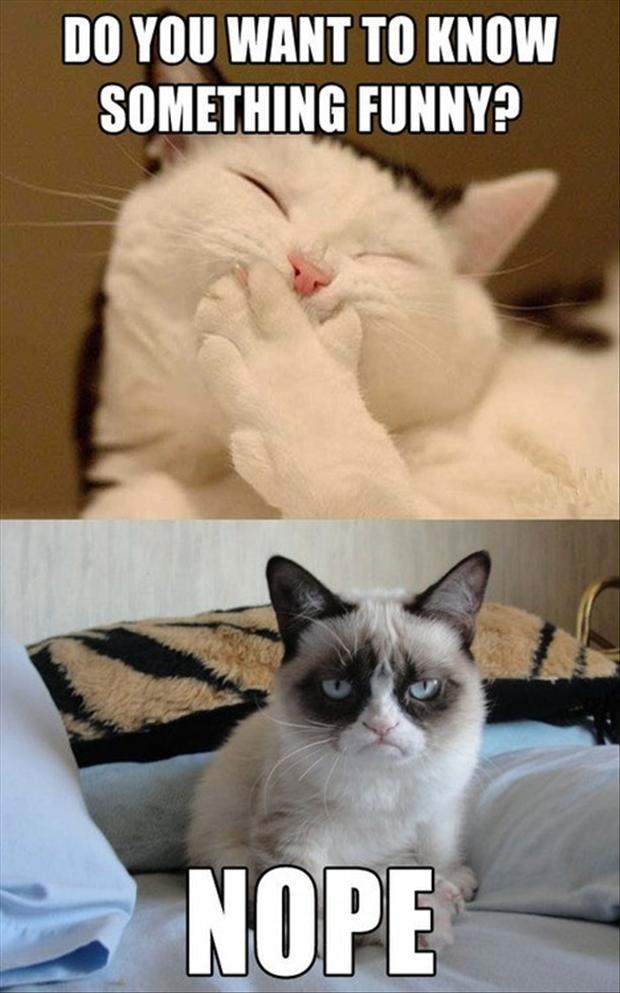 grumpy-cat-funny-jokes