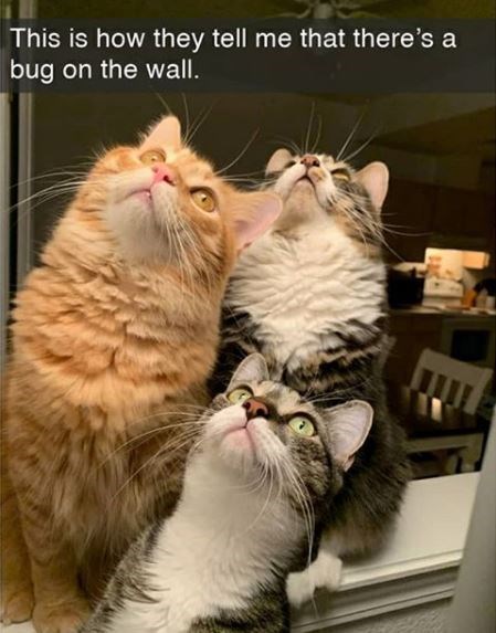 cat-this-is-they-tell-theres-bug-on-wall